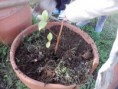/album/trabalhando-para-um-planeta-melhor/p201111-14-18-jpg/